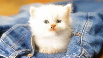 吃瓜娱乐赵小瞒小猫,吃瓜娱乐界的甜蜜萌宠